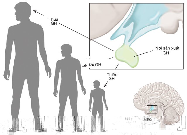 Hormone tăng trưởng GH