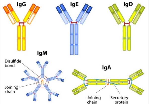 Các loại Globulin miễn dịch (Ig) tại sao lại quan trọng đối với hệ thống miễn dịch?
